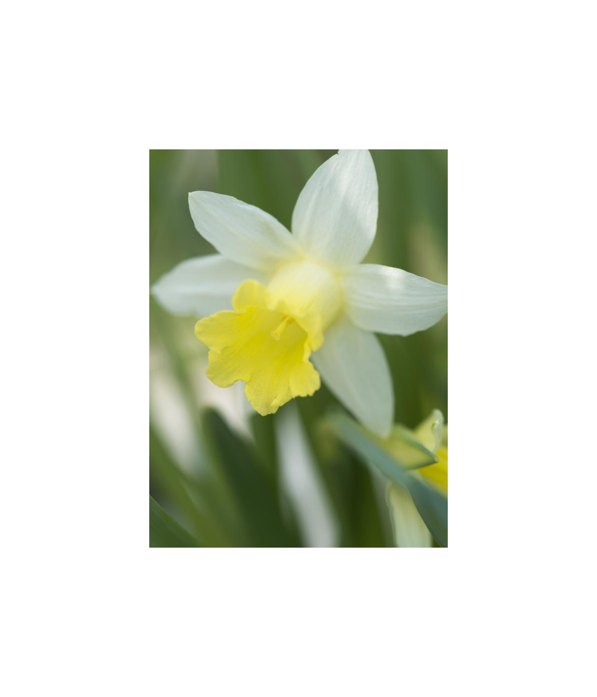 Huile essentielle de NARCISSE pure (absolu)  DROMESSENCE