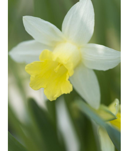 Huile essentielle de NARCISSE pure (absolu)  DROMESSENCE