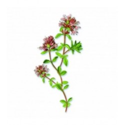 Huile essentielle thym rouge 