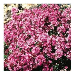 Huile essentielle thym rouge BIO