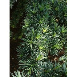 Huile essentielle Cèdre atlas BIO