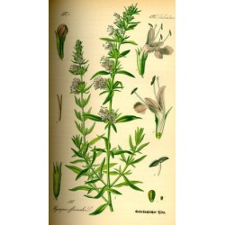 Huile essentielle Hysope decumbens  AB 5 ml