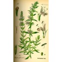 Huile essentielle Hysope decumbens  AB 5 ml