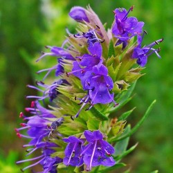 Huile essentielle Hysope decumbens  BIO