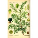 Hydrolat Genevrier