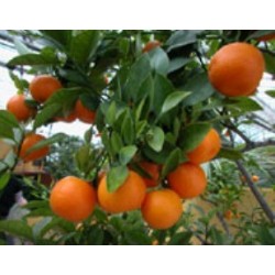Hydrolat Mandarine