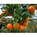 Hydrolat Mandarine