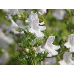 Hydrolat Sarriette des montagnes BIO